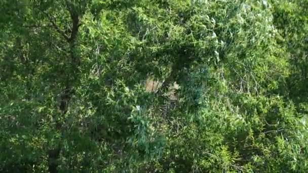 Větev Pobřeží Ekosystém Prostředí Les Zelená Ostrov Listy Mangrove Přírodní — Stock video