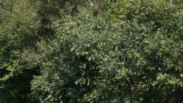 branche, côte, écosystème, environnement, forêt, vert, île, feuilles, mangrove, naturel, nature, extérieur, plante, paysage, peu profond, ciel, marais, voyage, arbre, tropical, végétation, eau, fond, plage, belle, beauté, cassé, jungle, lagune, la 