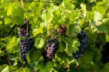 Kırmızı üzüm asma Moldova