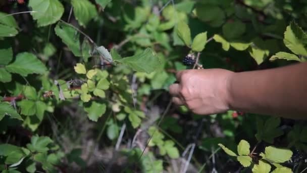 Frauenhände Beim Sammeln Von Brombeeren Zeitlupe Full — Stockvideo