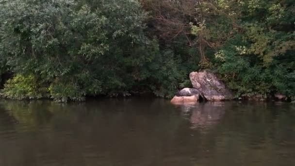 Ліс Березі Річки Відображається Воді Чайки Літають Над Водою — стокове відео