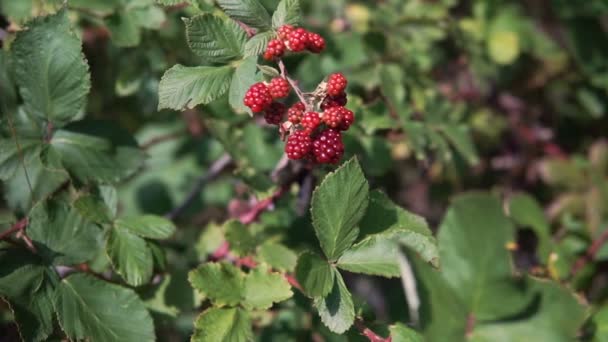关闭黑莓灌木上的黑莓 在农场 — 图库视频影像