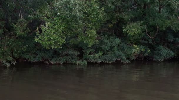 Bosque Orilla Del Río Refleja Agua Las Gaviotas Vuelan Sobre — Vídeos de Stock