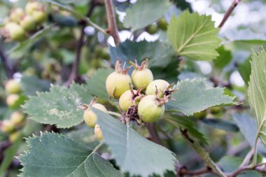 Kırmızı kartopu ve branche üzerinde yapraklar