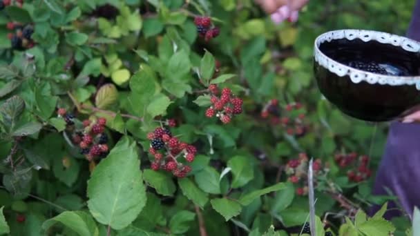 Frauenhände pflücken Brombeeren. — Stockvideo