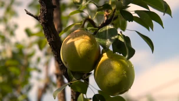 Pera Árbol Rama Con Pera Árbol Pera Colgando Del Árbol — Vídeos de Stock