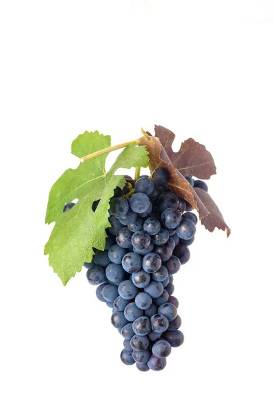 Beyaz arka plan üzerinde izole üzüm. Doğal gıda.