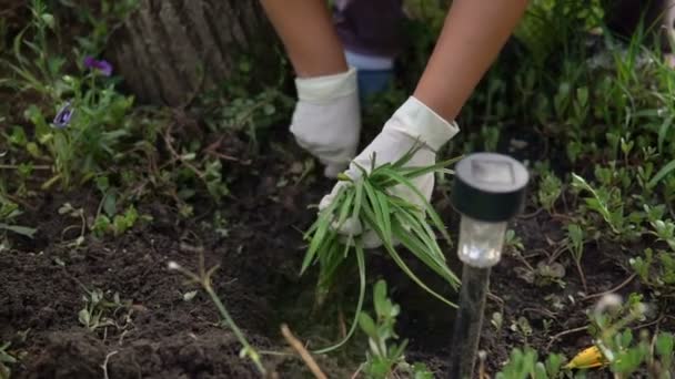 彼女の庭で植えること女性のショットを閉じる — ストック動画