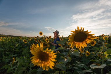 Sunset Bulvarında Ayçiçeği tarlası şapka mavi elbiseli kız kalıyor.