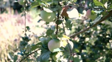 Genç elma ağacı üzerinde. Olgun elma ağacı üzerinde. Elma ağacı. Sulu elma ağacı dalı.