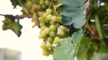 Yeşil şaraplık üzüm bağı, asılı demet.