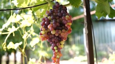 Yeşil şaraplık üzüm bağı, asılı demet.