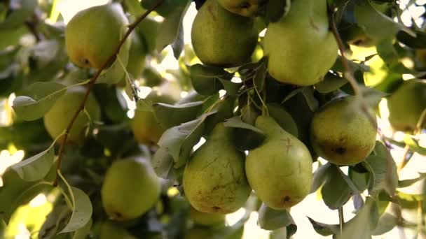 Pears Garden Branche Tree — Stock Video