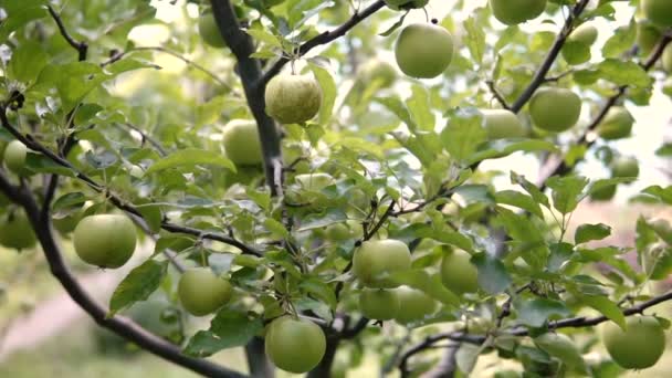 Unga Apple Trädet Moget Äpple Ett Träd Apple Träd Saftigt — Stockvideo