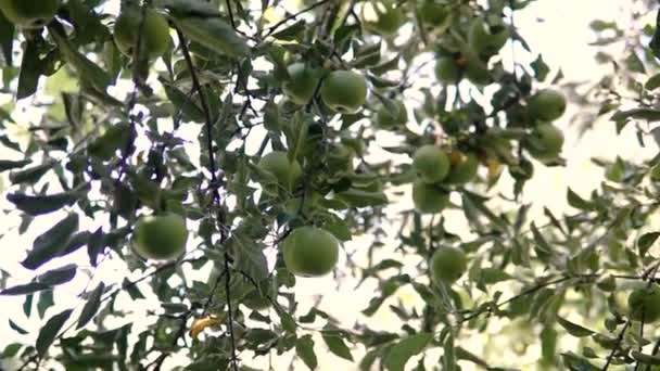 Νέοι Μήλο Πάνω Στο Δέντρο Ώριμο Μήλο Ένα Δέντρο Μηλιά — Αρχείο Βίντεο