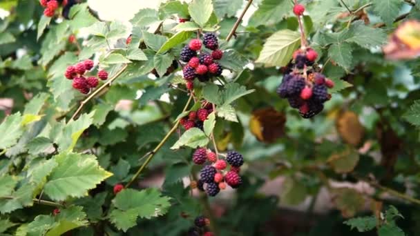 Wild Blackberries Bush Many Berries Sunset — Stock Video