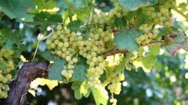 Yeşil şaraplık üzüm bağı, asılı demet.