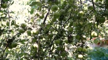 Genç elma ağacı üzerinde. Olgun elma ağacı üzerinde. Elma ağacı. Sulu elma ağacı dalı.
