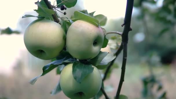 Jeune Pomme Sur Arbre Pomme Mûre Sur Arbre Pommier Pomme — Video