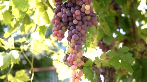 Hanging Bunches Green Wine Grapes Vineyard — Stock Video