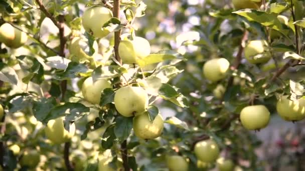 ツリーの若いリンゴ 木に熟したアップルは リンゴの木 木の枝にリンゴのジューシーです — ストック動画