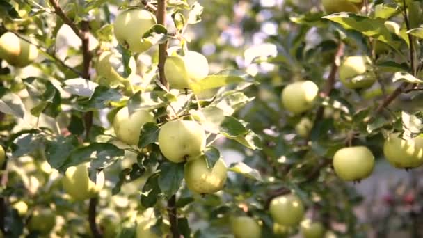 Manzana Joven Árbol Manzana Madura Árbol Manzano Manzana Jugosa Rama — Vídeos de Stock