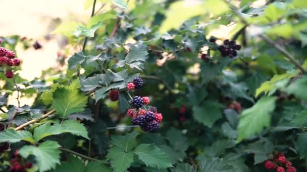 Close Blackberries Blackberry Bush Farm — Stock Video