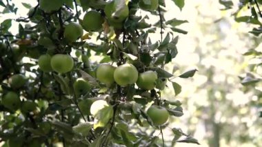 Genç elma ağacı üzerinde. Olgun elma ağacı üzerinde. Elma ağacı. Sulu elma ağacı dalı.