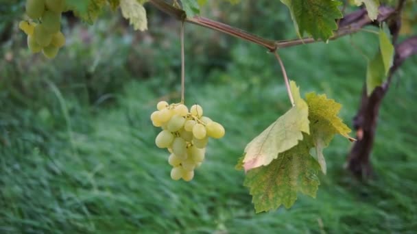 Hanging Bunches Green Wine Grapes Vineyard — Stock Video