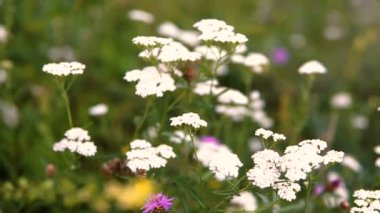 Achillea millefolium bitkisel açık doğal bitki. Sağlıklı çiçek alanında ortak civanperçemi .