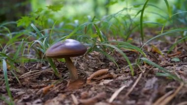 Mantar ormandaki kahverengi, çekim dolly kadar yakın.
