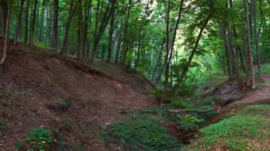 Orman ayrıntı ile ve meşe ağaçları