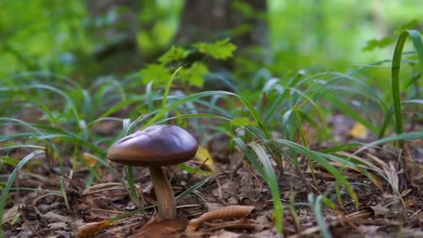 Cogumelo Marrom Floresta Close Dolly Shot — Vídeo de Stock