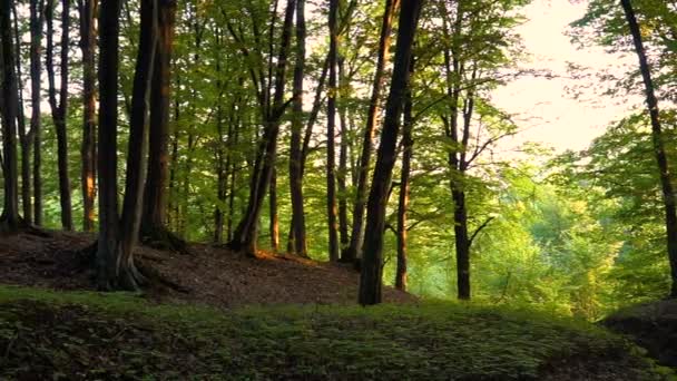 Détail Forêt Avec Chênes — Video