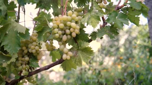 Hanging bunches of green wine grapes — Stock Video