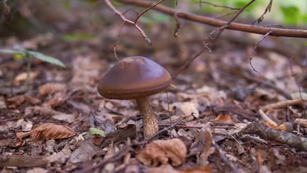 Brun svamp i skogen — Stockvideo