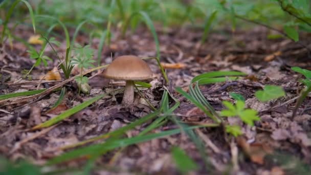 Коричневый гриб в лесу — стоковое видео