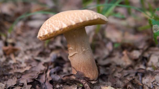 Cogumelo castanho na floresta — Vídeo de Stock