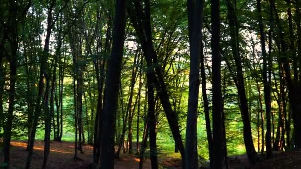 Détail forêt avec et chênes — Video