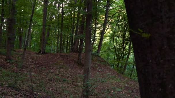 Detalle del bosque con robles — Vídeos de Stock