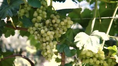 Yeşil şaraplık üzüm bağı, asılı demet.