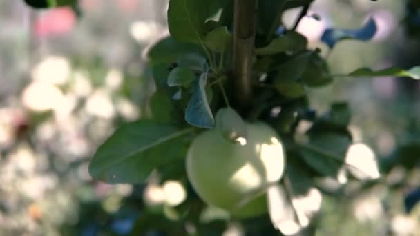 Manzana joven en el árbol. — Vídeos de Stock