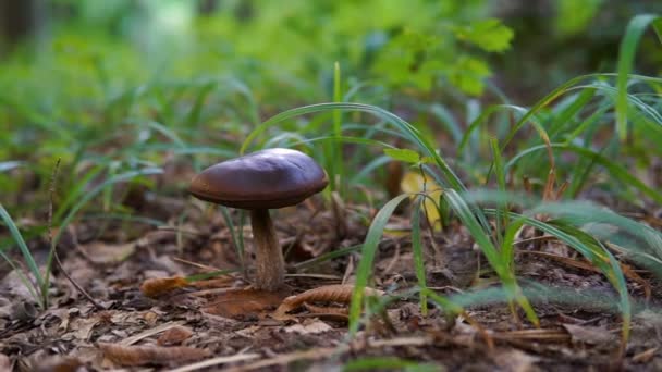 Champiñón Marrón Bosque Primer Plano Dolly Shot — Vídeo de stock