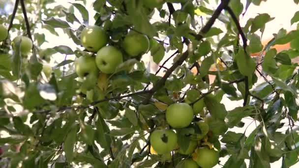ツリーの若いリンゴ 木に熟したアップルは リンゴの木 木の枝にリンゴのジューシーです — ストック動画