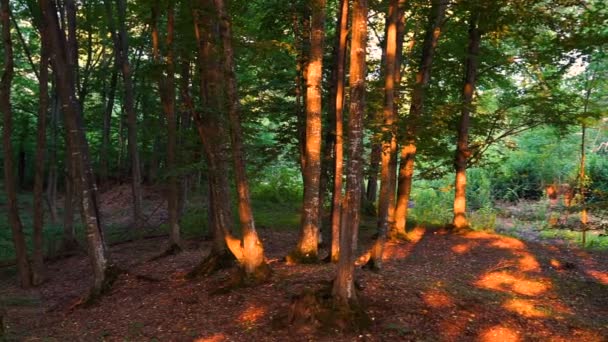 Erdő Részletesen Tölgyfák — Stock videók