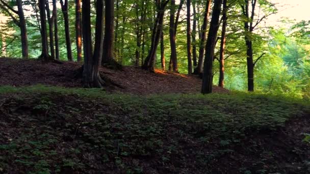 Détail forêt avec et chênes 