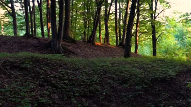 Walddetail Mit Und Eichen — Stockvideo