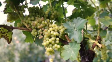 Yeşil şaraplık üzüm bağı, asılı demet.