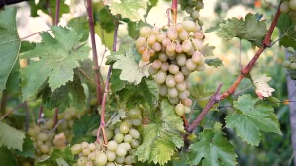 ブドウ園でワイン用ブドウ緑の束をぶら下げ — ストック動画