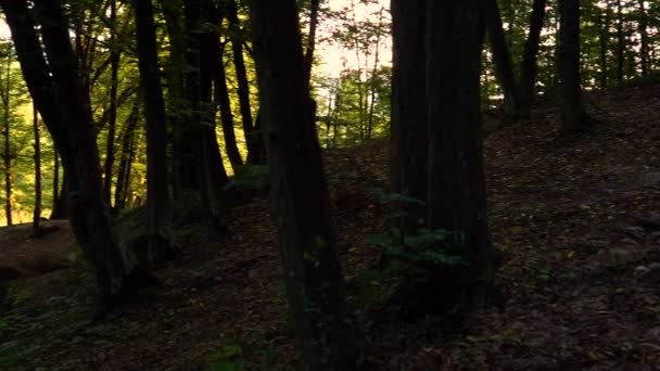 Деталі Лісу Дубовими Деревами — стокове відео